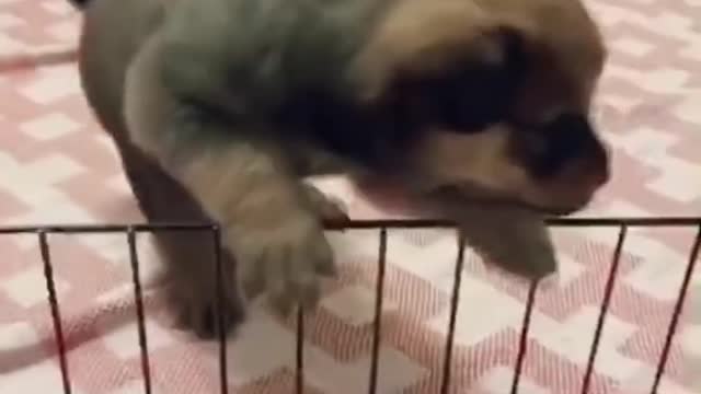 Tiktok - Funny Animals doing Funny Things