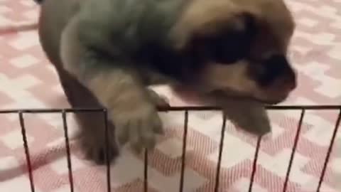 Tiktok - Funny Animals doing Funny Things