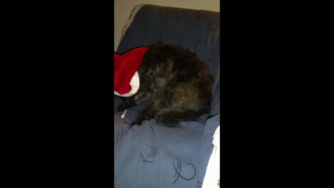 Ozzy Toth "Noel" eating his Christmas bone - #shorts