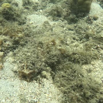 Underwater Wonders, Snorkeling Adventures Await!