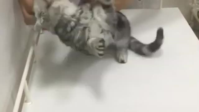 dogs and cats many funny 6