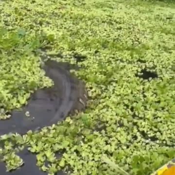 wow!!! Giant snake passes by 🐍