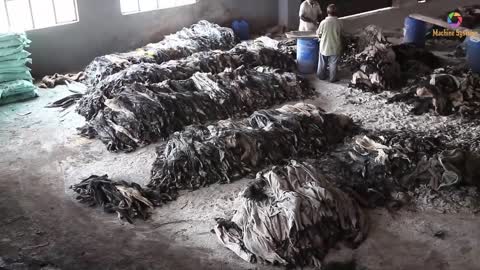 See processing of cow hide to leather material, ready for goods manufaturing!