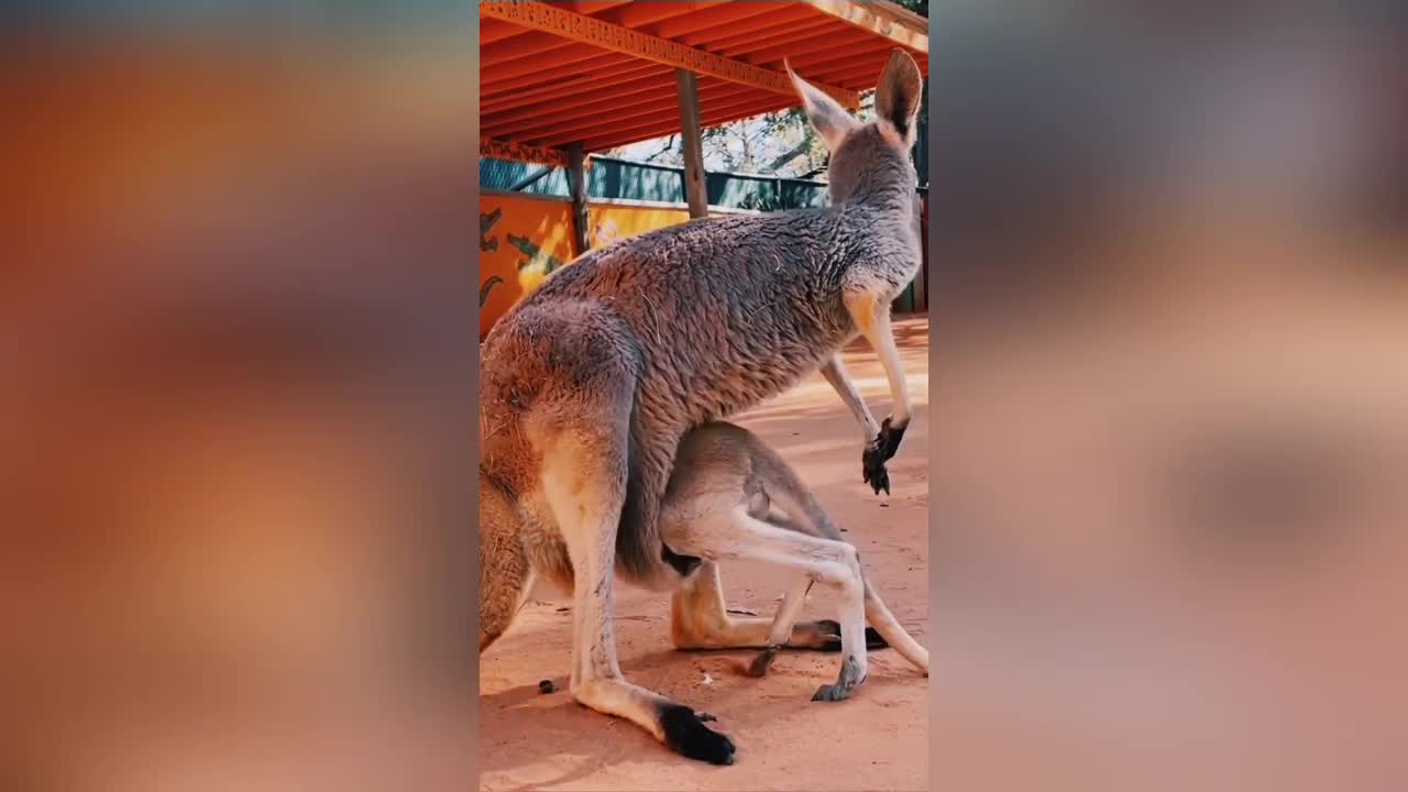 The nature of the life of a baby kangaroo