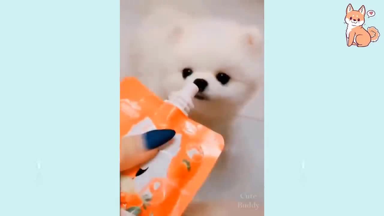Cute Puppies 😍 Cute Funny and Smart Dogs Compilation