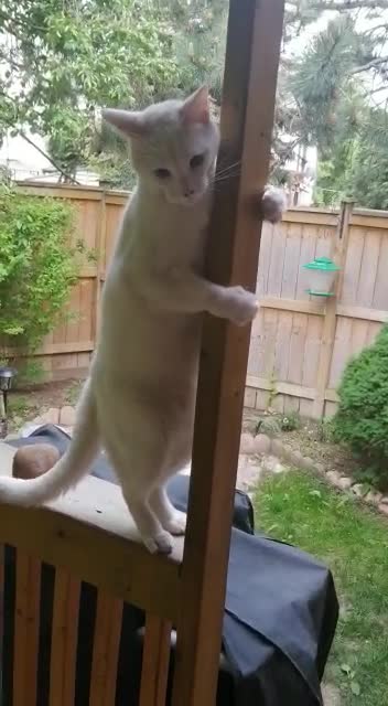 The best cat in the world " Ameer"