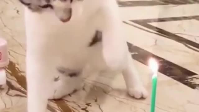 cute cats ❤️ funny cats and dog 🐈 funny animals videos compilation #shorts