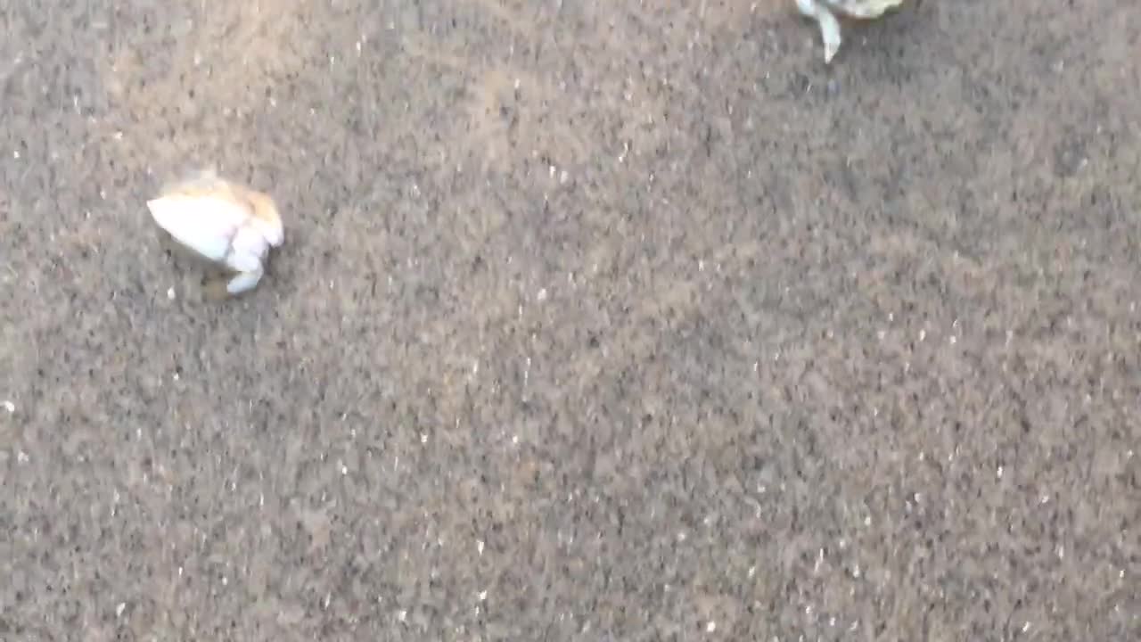 Seagull's breakfast