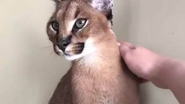 Caracal cats moewing