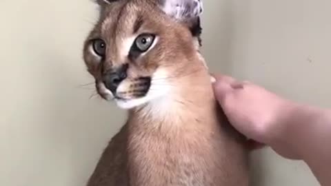 Caracal cats moewing