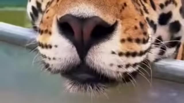 Majestic Jaguar cooling off