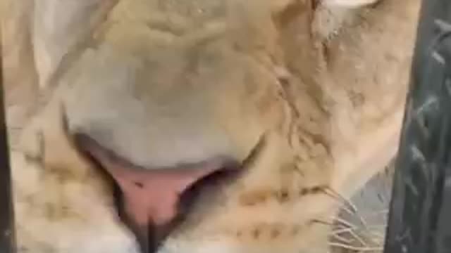 lion in a cage