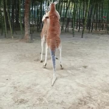 Kangaroo Boxing Match