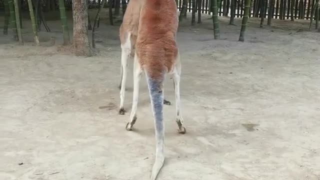 Kangaroo Boxing Match