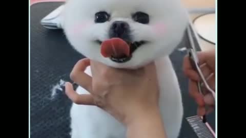 cute puppy trim the hair