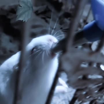 Cute hamster drinking