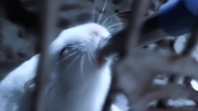 Cute hamster drinking