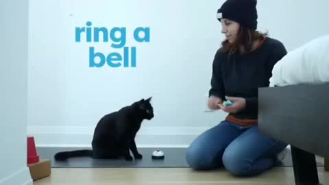 Learn How To Trained Your Cats In simple steps