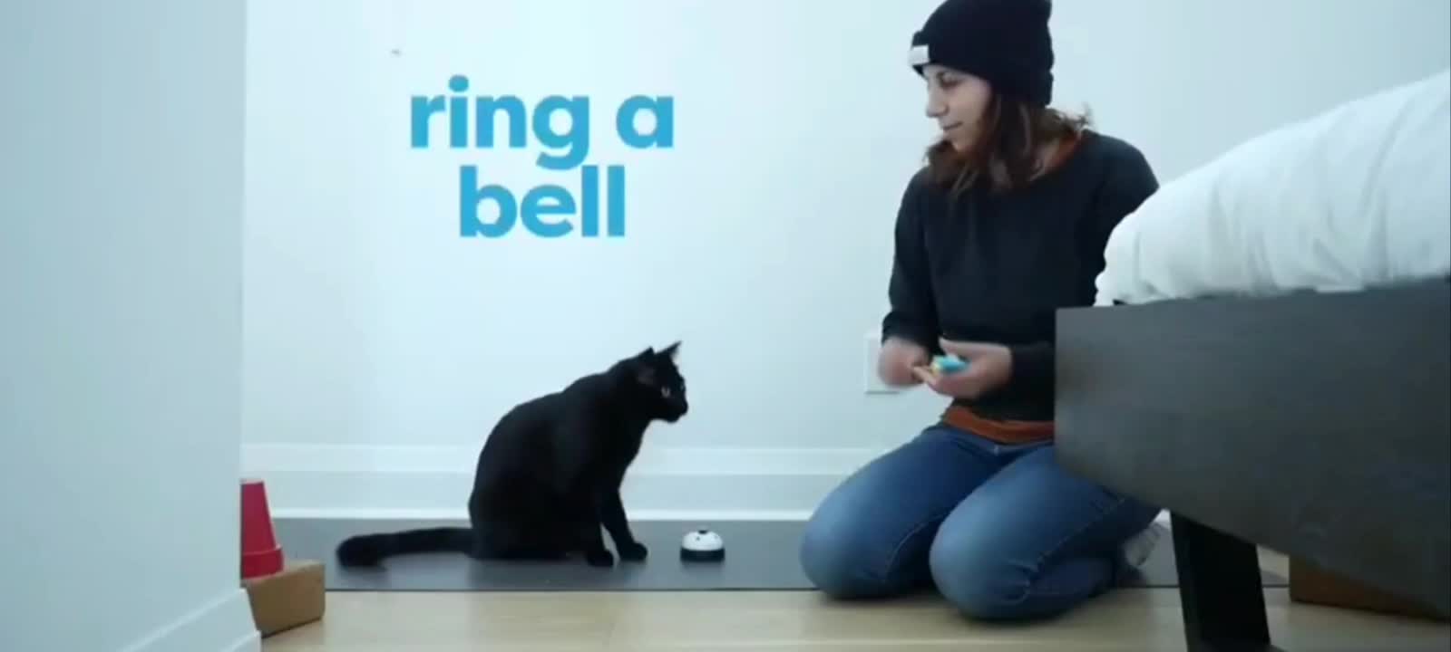Learn How To Trained Your Cats In simple steps