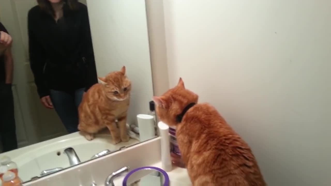 Perseus the cat talks to himself in the mirror