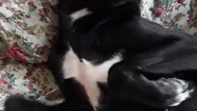 Minha cachorra preta na mordomia