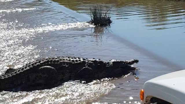 Crocodile Catching a Catfish