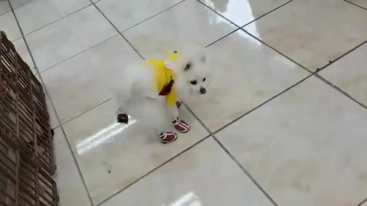 Puppy slip off floor