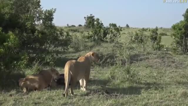 Cubs being playful from Mara