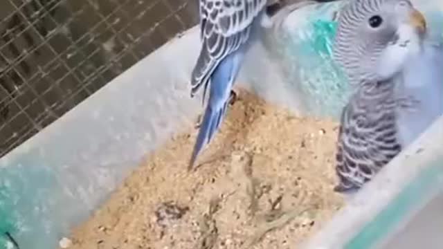 Funny Baby Love Birds