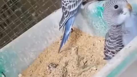 Funny Baby Love Birds