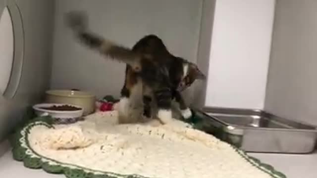 ‘Twerk’ the kitten’s video goes viral and she finds a home