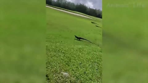 lizard running away from a man