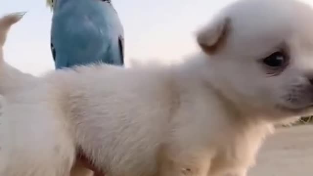 Funniest & Cutest Golden Retriever Puppies - 30 Minutes of Funny Puppy Videos 2022