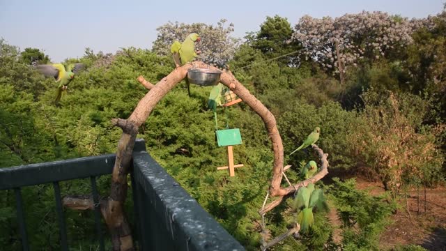 Ringneck Parakeet sharing food with otherbirds.