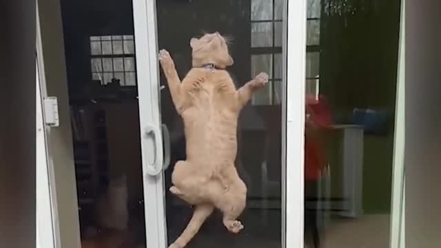 Spider cats !!!! How interesting it rises from the glass