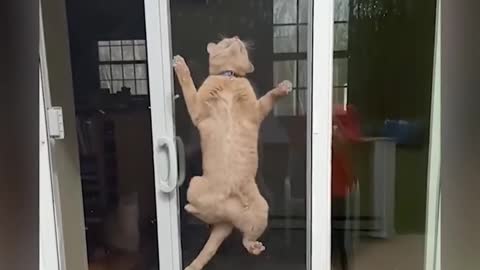 Spider cats !!!! How interesting it rises from the glass