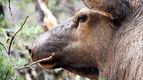 Elder Deer Eating In Forest