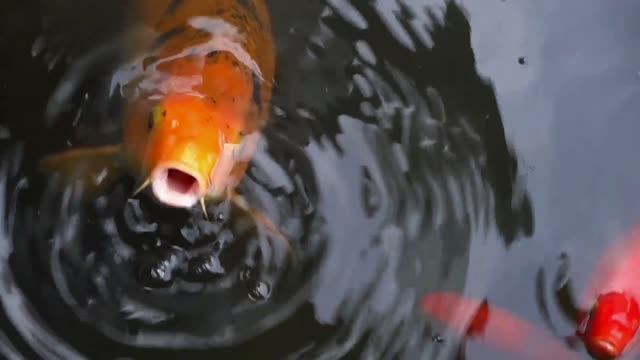 Beautiful orange fish