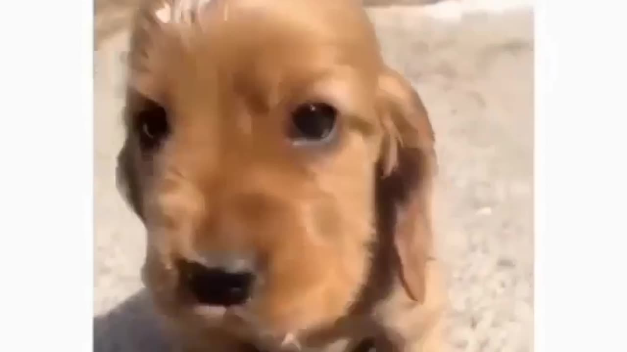 Simba but its a dog