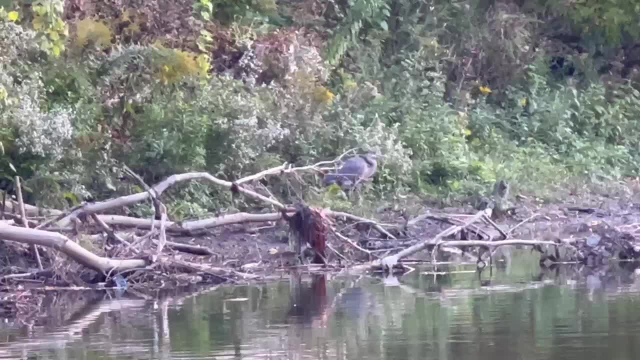 Great Blue Heron subtlety in creating distance from me
