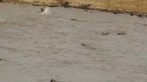 Crocodiles hunt zebras across the river