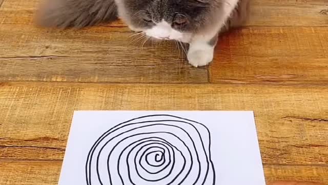 Funny cat plays along and gets hypnotized