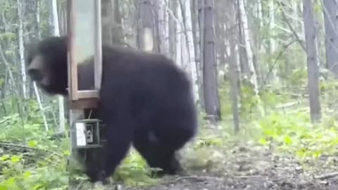 A BEAR AND A MIRROR IN THE WOODS, HMMM