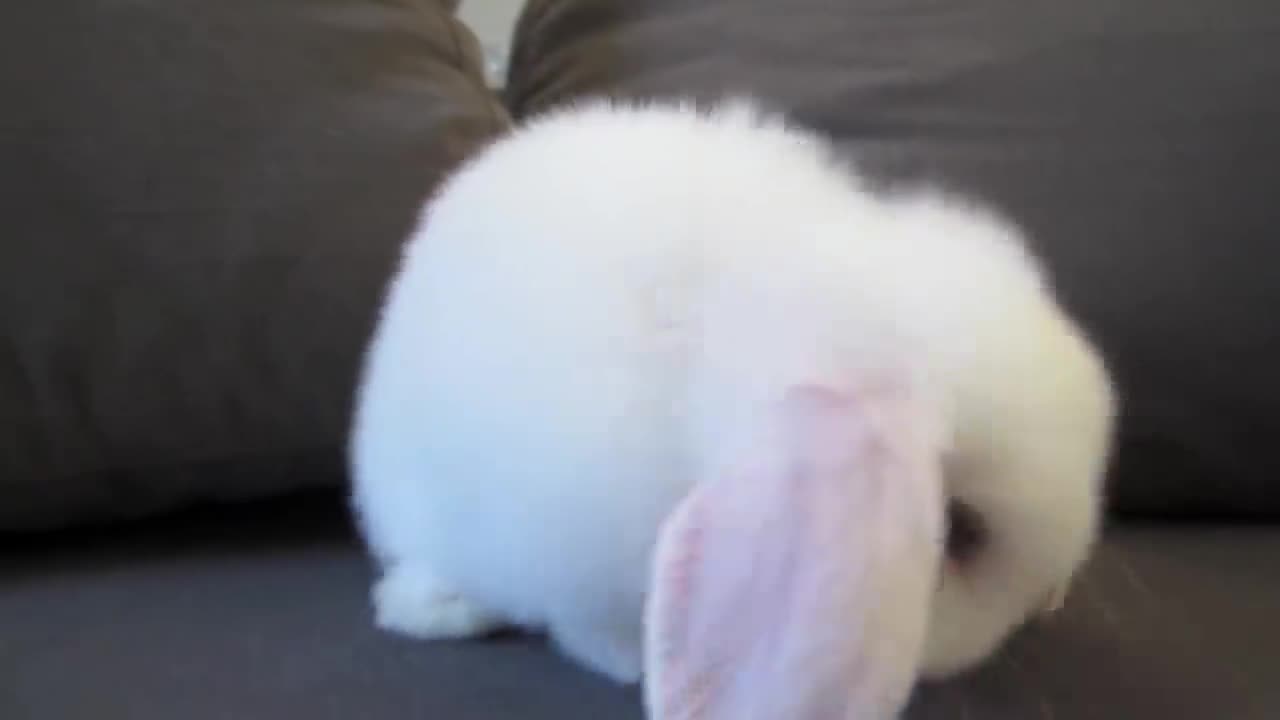 Bunny giving himself a bath is the cutest thing ever!