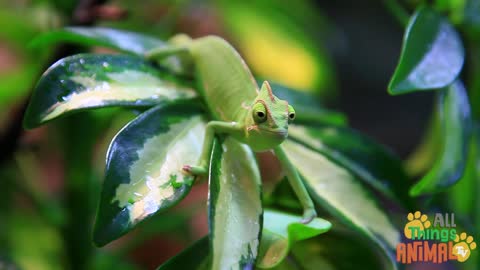 What's a chameleon? Just, the coolest animal ever! Why?! Because it's like a lizard with superpowers