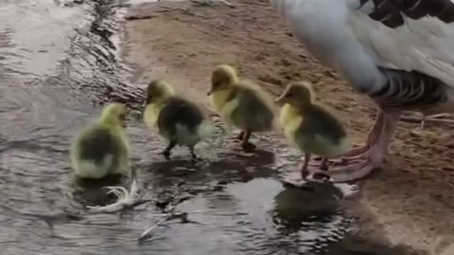 🦆🦆🦆🦆🦆🦆🦆🦆