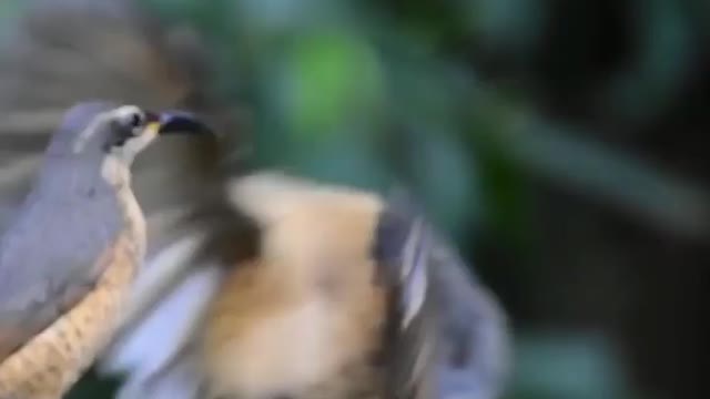 This juvenile male Victoria rifle bird failed