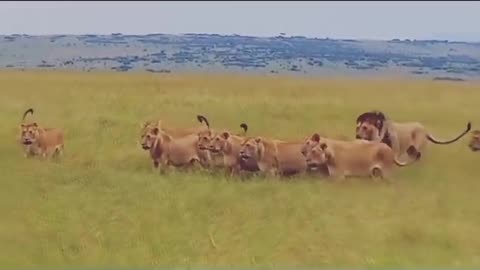 best fight lion vs buffalo | lion hunting buffalo | buffalo impales lion