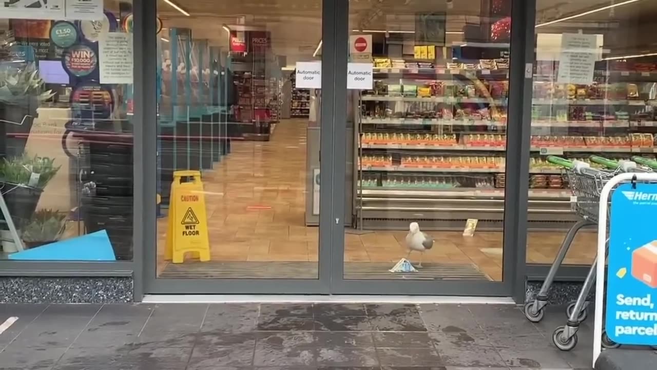 Snack heist at the local shop