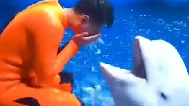 Dolphin funny moments